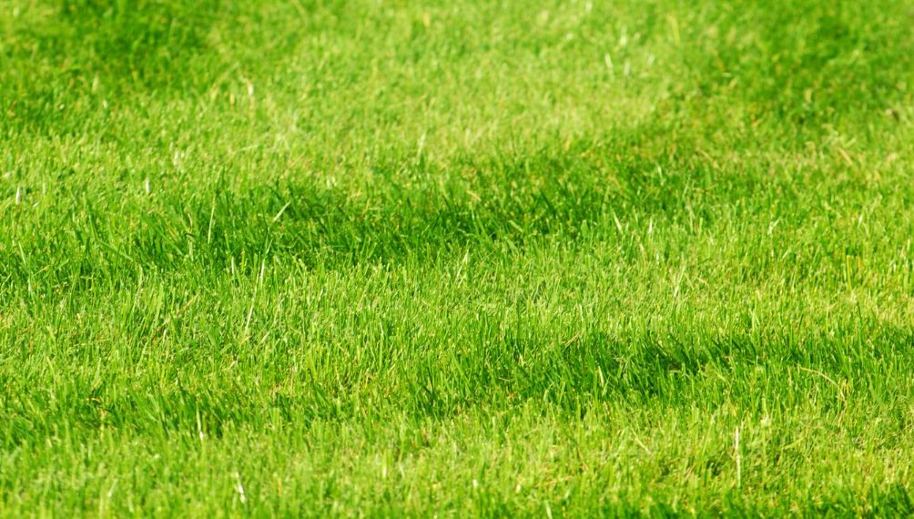 Perth’s Premium Artificial Grass, Decking & Playground