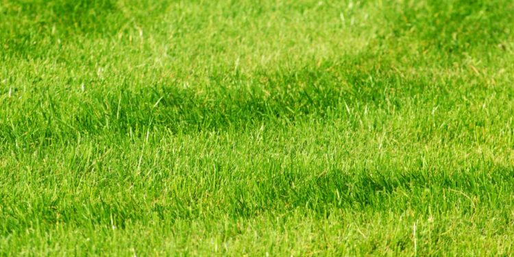 Perth’s Premium Artificial Grass, Decking & Playground