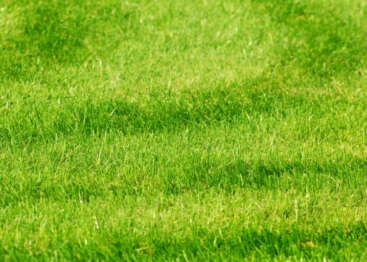 Perth’s Premium Artificial Grass, Decking & Playground